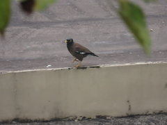Acridotheres tristis