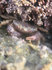Paraxanthias taylori