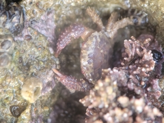 Paraxanthias taylori