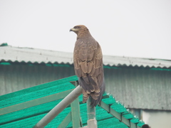 Milvus migrans