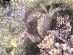 Paraxanthias taylori