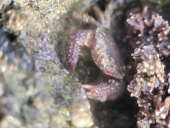 Paraxanthias taylori
