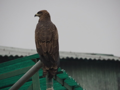 Milvus migrans