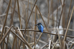 Alcedo atthis
