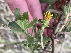 Hazardia squarrosa grindelioides