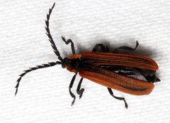 Trichalus ampliatus