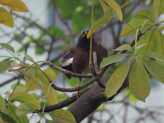 Acridotheres tristis