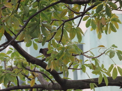 Acridotheres tristis