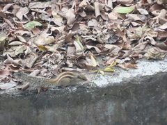 Funambulus pennantii