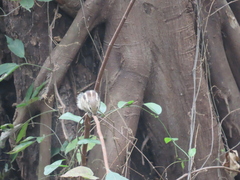 Funambulus pennantii
