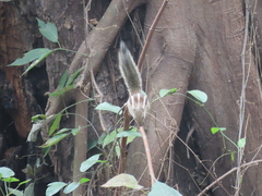 Funambulus pennantii