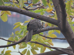 Eudynamys scolopaceus
