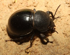 Ocnodes
