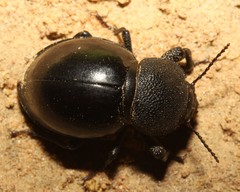 Ocnodes