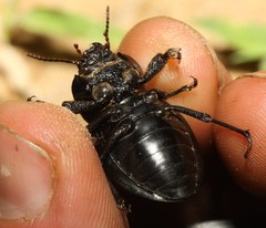 Ocnodes