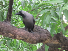 Corvus splendens
