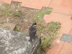 Gracupica contra