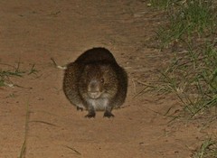 Thryonomys swinderianus