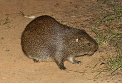 Thryonomys swinderianus