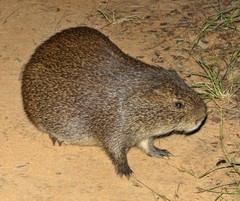 Thryonomys swinderianus