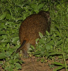 Thryonomys swinderianus