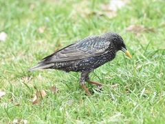 Sturnus vulgaris