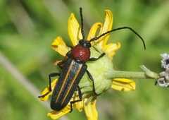 Mannophorus laetus