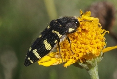Acmaeodera macra