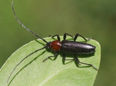 Stenosphenus dolosus