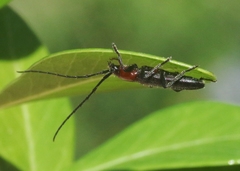 Stenosphenus dolosus