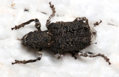 Aesiotes leucurus