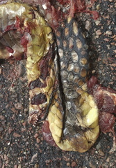 Naja annulifera