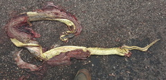 Naja annulifera