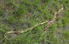 Naja annulifera