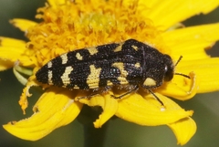 Acmaeodera macra