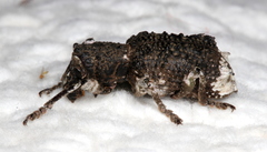 Aesiotes leucurus