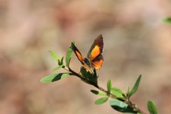 Paralucia pyrodiscus lucida