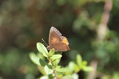 Paralucia pyrodiscus lucida