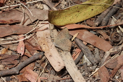 Paralucia pyrodiscus lucida