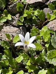 Lobelia perpusilla