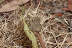 Paralucia pyrodiscus lucida