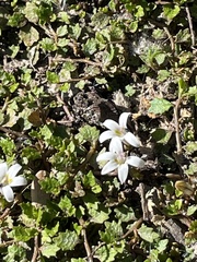 Lobelia perpusilla