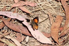 Paralucia pyrodiscus lucida