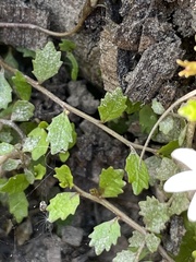 Lobelia perpusilla