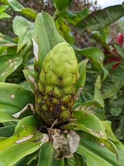 Costus pulverulentus