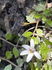 Lobelia perpusilla