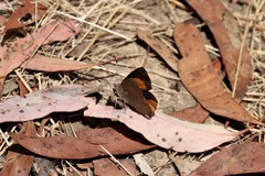 Paralucia pyrodiscus lucida