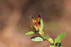 Paralucia pyrodiscus lucida