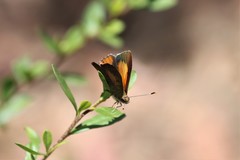 Paralucia pyrodiscus lucida