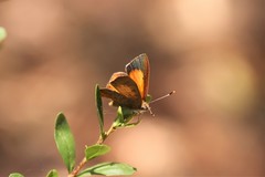 Paralucia pyrodiscus lucida